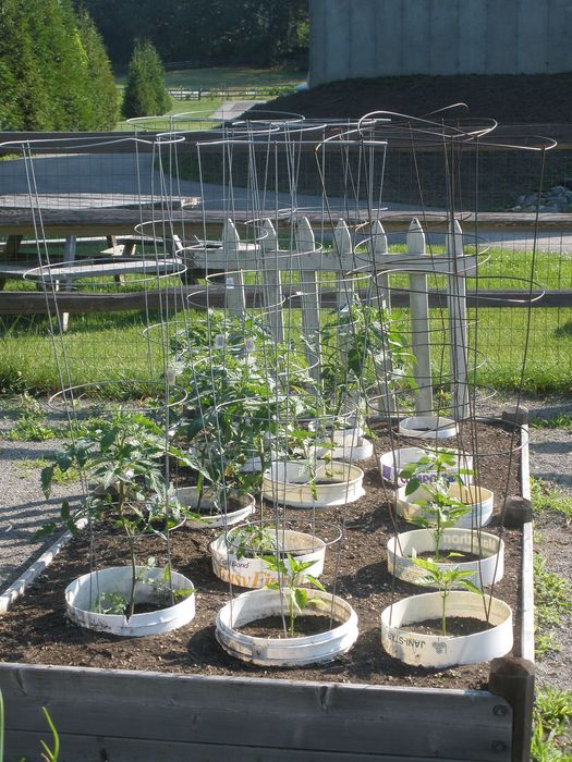 Vibrant community garden with thriving tomato plants supported by wire cages, nestled in a sunny raised bed.