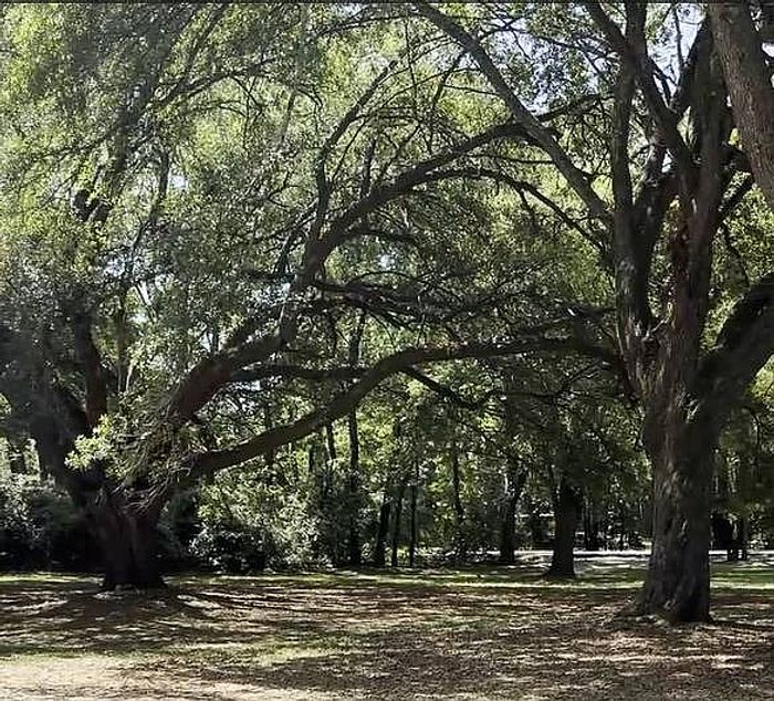 Scenic view of a lush, wooded area with expansive trees providing ample shade and tranquility.