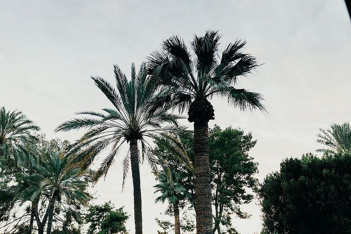 Lush palm trees under a tranquil sky, offering a serene and picturesque setting.