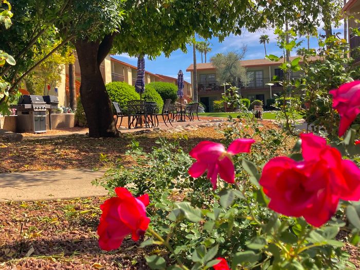 Charming garden view with vibrant red flowers and outdoor seating, nestled in a tranquil apartment courtyard, perfect for relaxation and community gatherings.