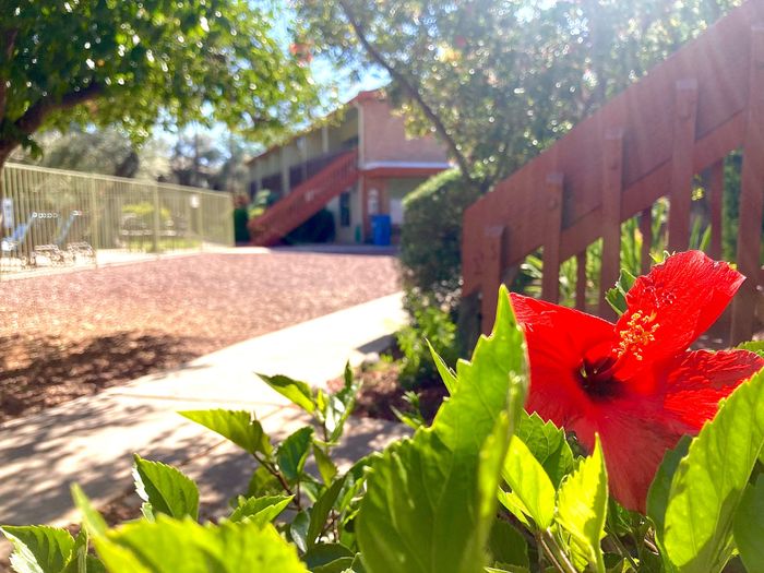 Charming garden view with a vibrant red hibiscus in a serene apartment setting, highlighted by lush greenery and sunny pathways.