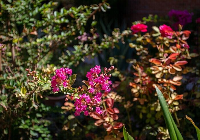 Vibrant garden scene showcasing blooming pink flowers amidst lush green foliage, perfect for outdoor tranquility.