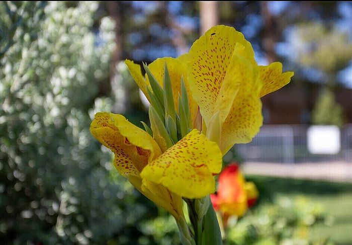 Vibrant yellow flowers in full bloom, adding a touch of nature's elegance to the garden backdrop.