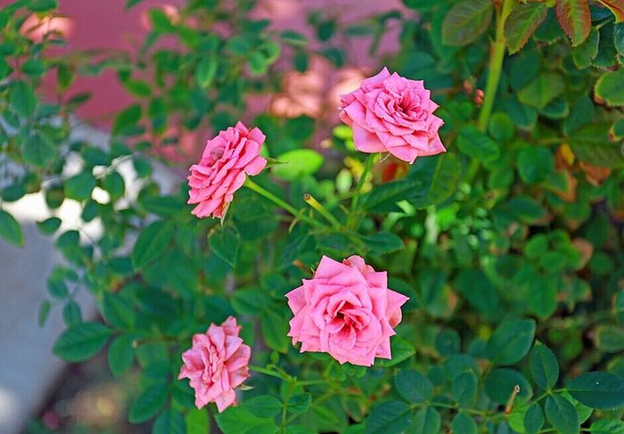 Vibrant pink roses in full bloom surrounded by lush green foliage, creating a picturesque garden scene.
