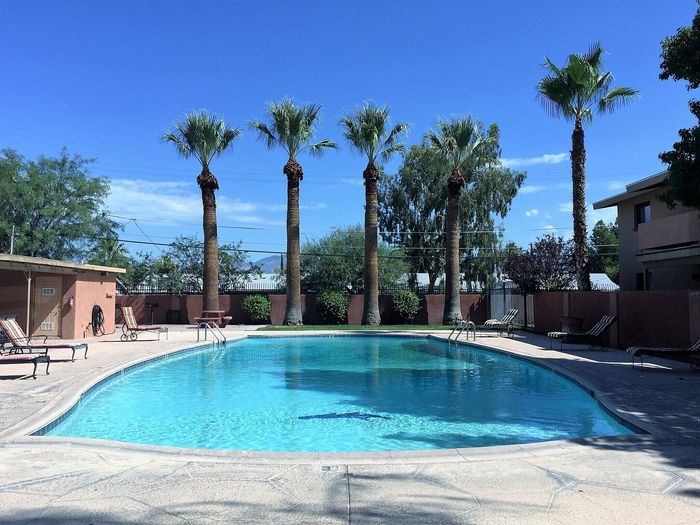 Inviting outdoor swimming pool surrounded by lush palm trees and comfortable lounge chairs, perfect for relaxation and leisure.