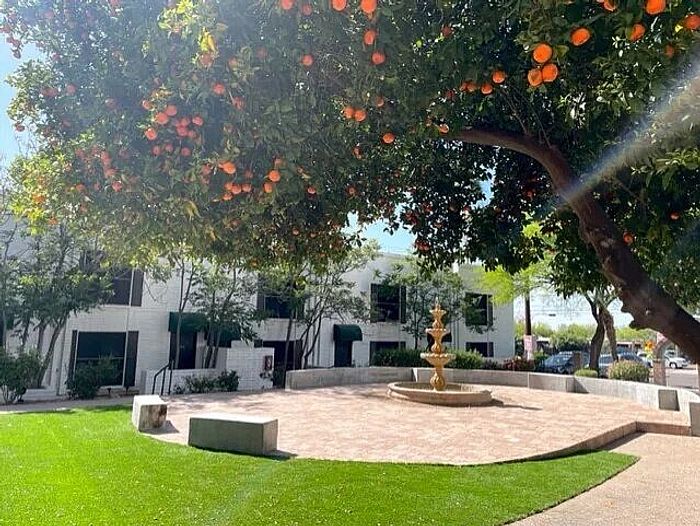 Charming courtyard with lush greenery, vibrant orange tree, and elegant fountain offering serene ambiance.