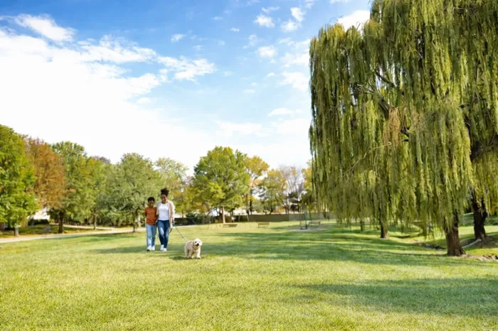 Residents walking dog through rolling fields