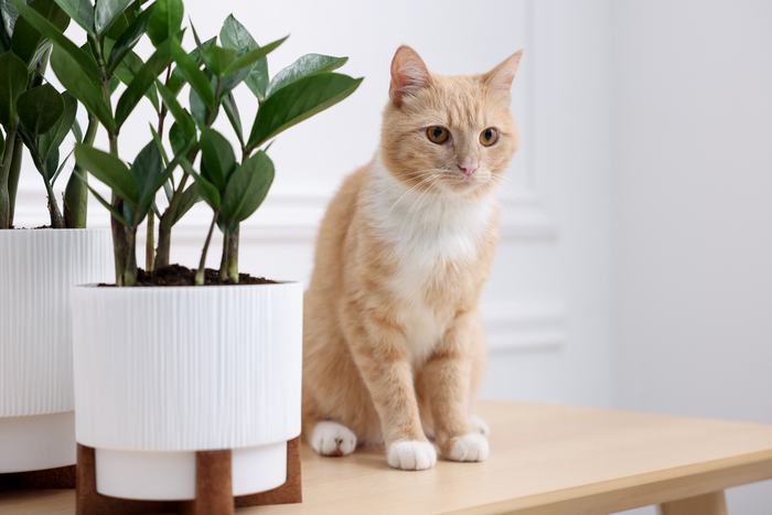 Charming ginger cat sitting beside lush green plants in contemporary white pots on a stylish wooden table | Princeton on Beacon Street
