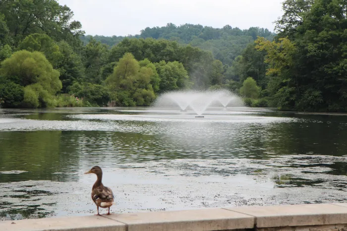 Lake with fountain amidst tree lined setting