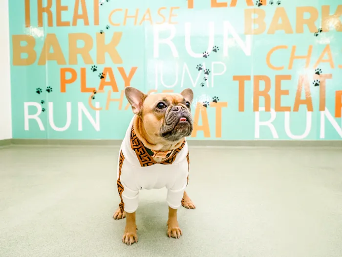 Power & Light Pet Park