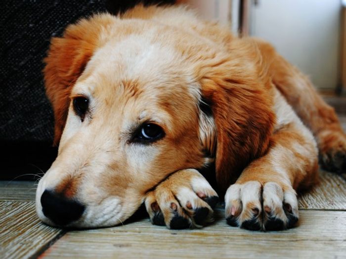 Pet-Friendly Apartments | Apartments For Rent In Moses Lake WA | Central Park Villas