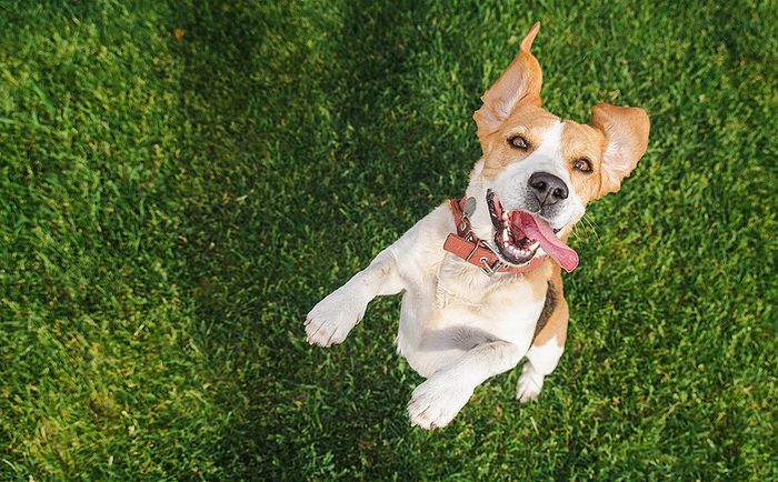 Playful beagle joyfully jumping on lush green grass, capturing a moment of pure happiness and energy.