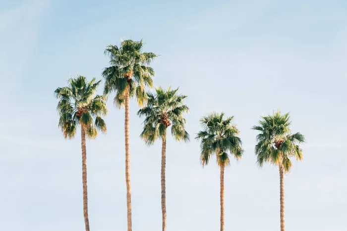 Stock photo of palm trees and blue sky backdrop.