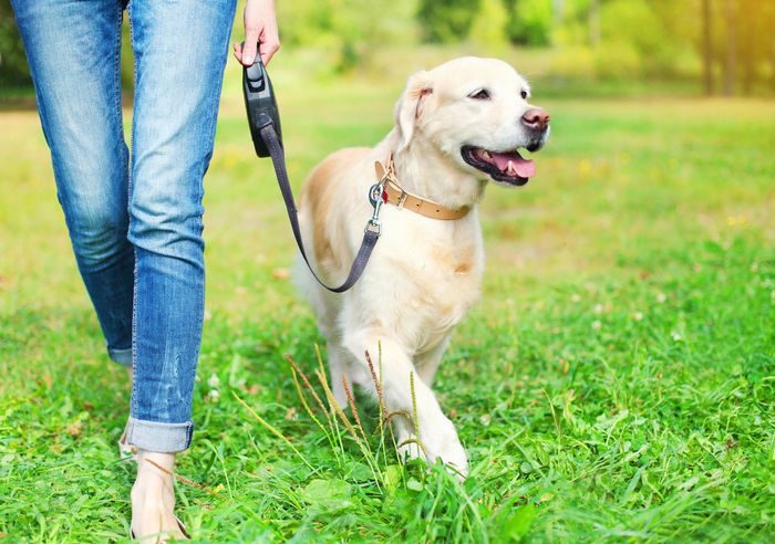 Walking Dog
