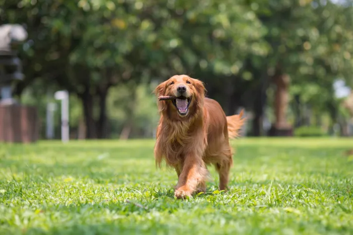 Dog in Park