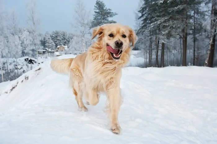 Dog in Snow