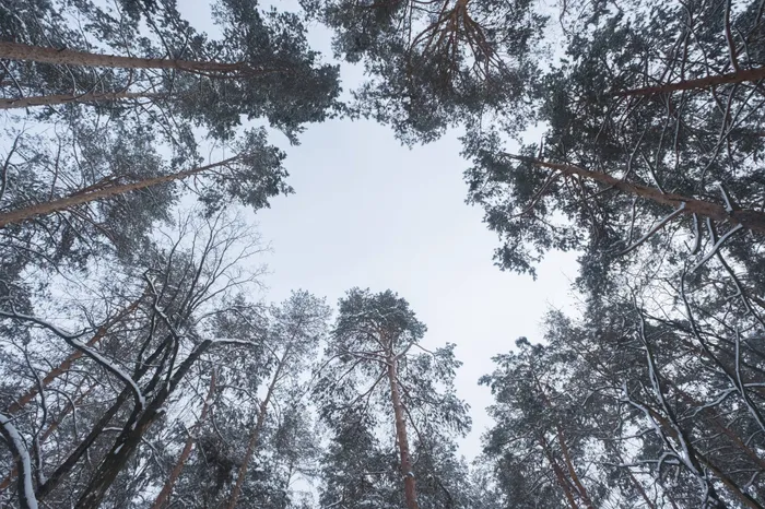 Snowy Pine Trees