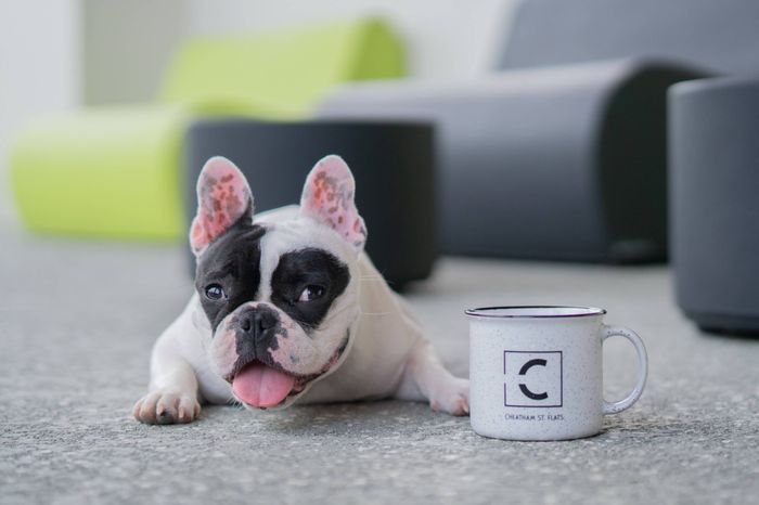 Puppy with mug