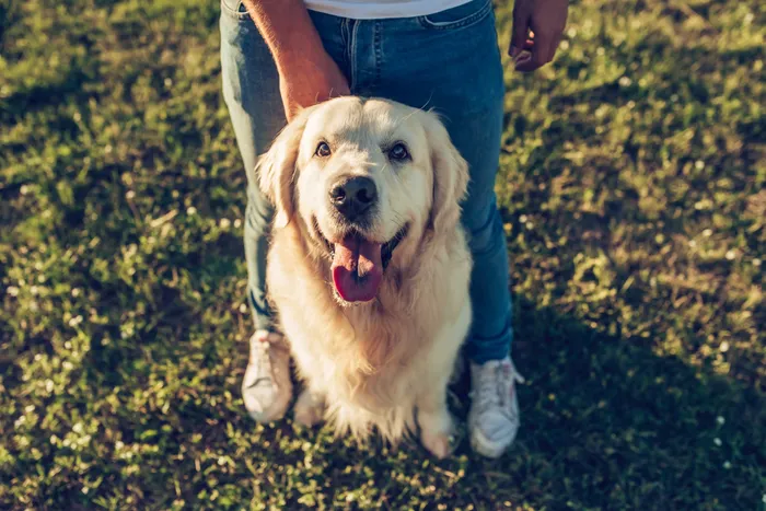 Someone playing with their dog at a park