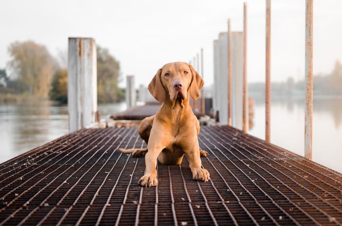 Pet friendly areas- dog by lake
