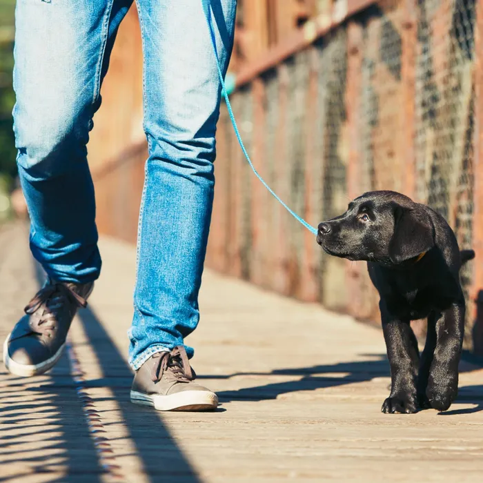 Walking Dog