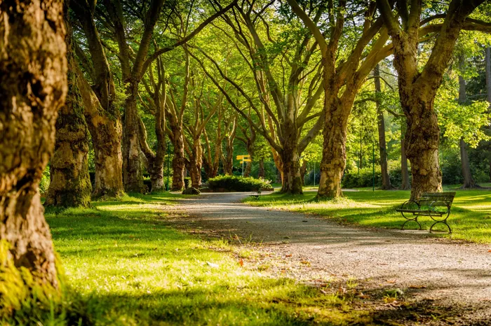 Walkways and trails in wooded areas