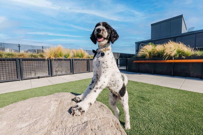 Dog Park