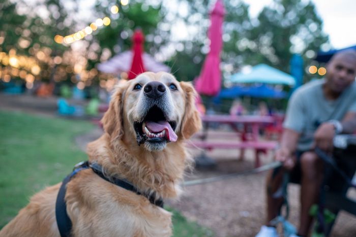 Dog park