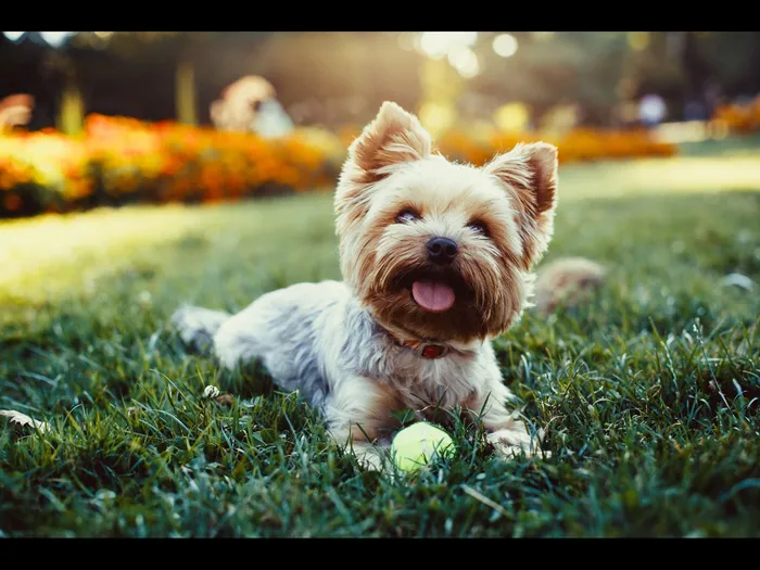 Dog playing with ball in park