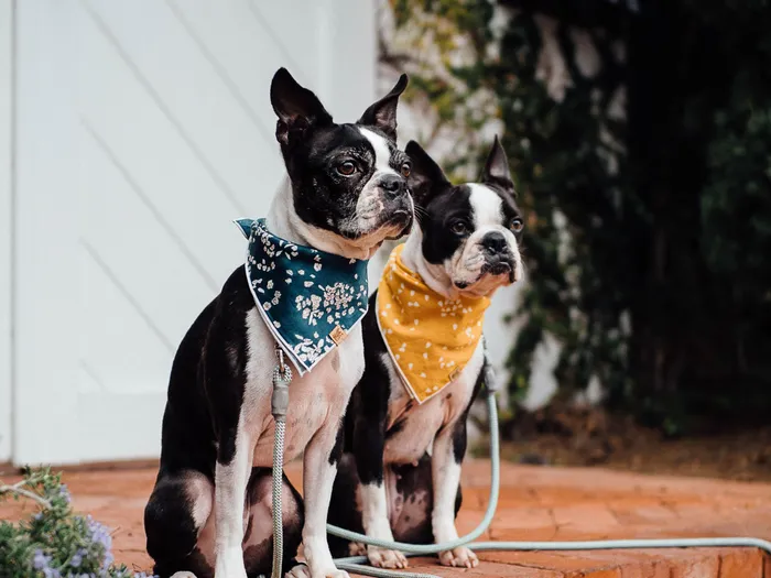 Two dogs sitting on the front step of our apartments for rent in Owings Mills, featuring a brick stoop.