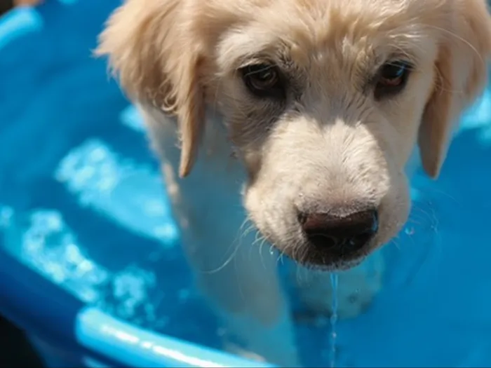 golden retriever puppy