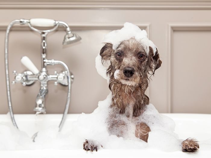 Dog getting bath in tub