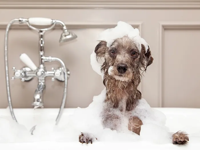 Dog getting bath in tub