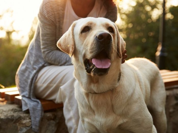 A dog at a pet-friendly apartment in Alpharetta, GA