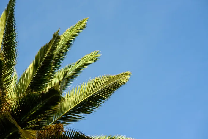 palm tree