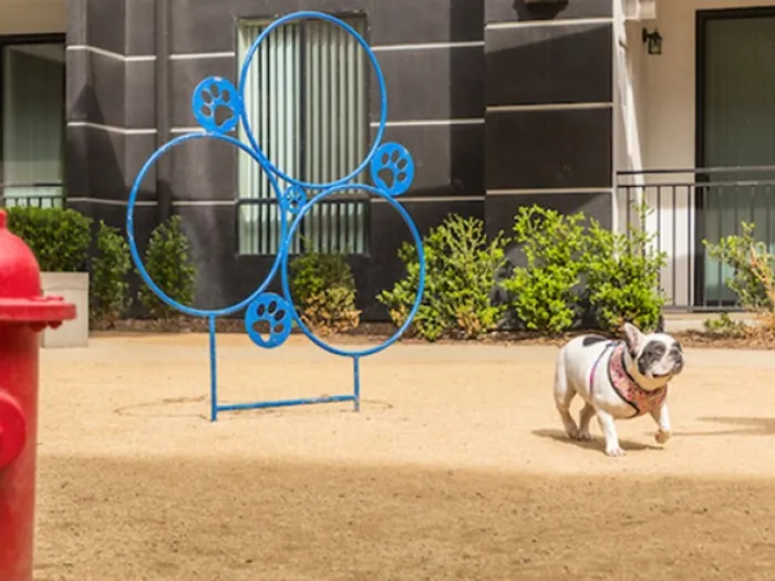 Dog Park