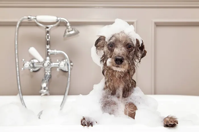 Dog taking Bath