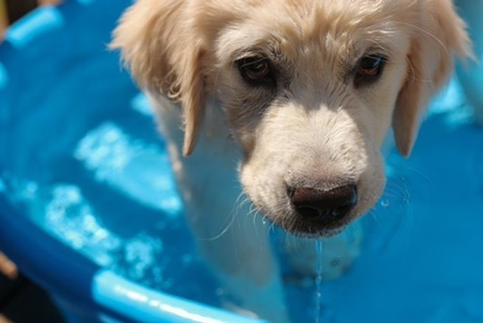 Puppy in Pool