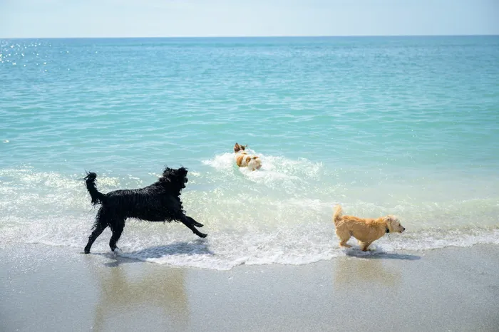 3 dogs playing in the water at the beach
