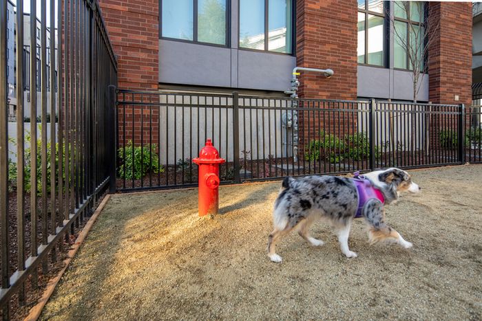 dog park