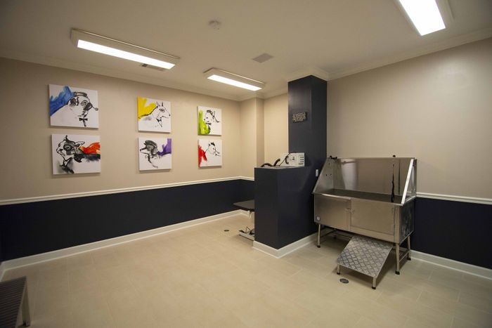 Indoor dog wash area