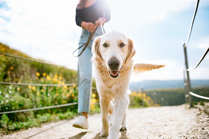 golden retriever on a leash