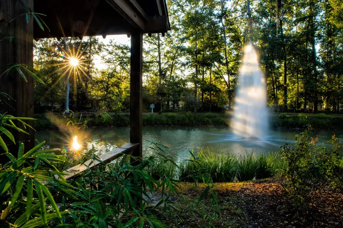 Tranquil outdoor scene with sunlit trees, lush greenery, and a serene pond featuring a captivating water fountain.