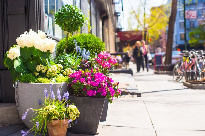 Charming urban street with vibrant flower pots displaying blooming hydrangeas, lavender, and azaleas, creating a welcoming atmosphere.