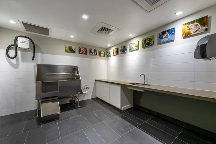 Modern pet washing station with sleek stainless steel tub, elegant tile flooring, and playful pet portraits creating a welcoming atmosphere.