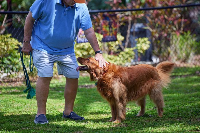 Dog play ground