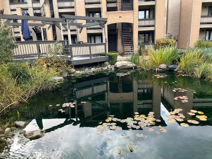 Pond