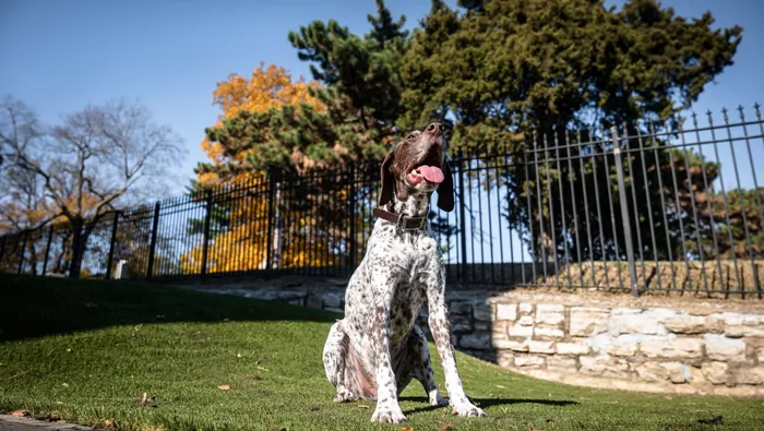 All Season Dog Park | Luxe at Union Hill | Kansas City, MO Apartments