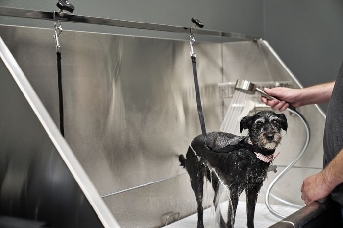 Self-service dog wash station with raised tub and grooming supplies at The Lofts at City Center