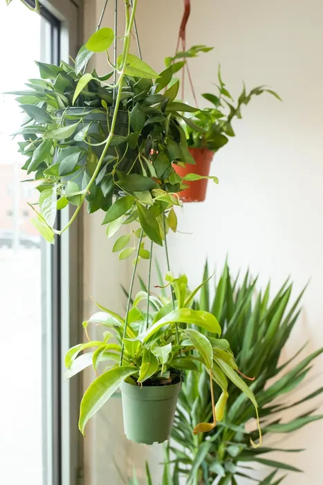 Plants from local plant shop, Stump, in German Village